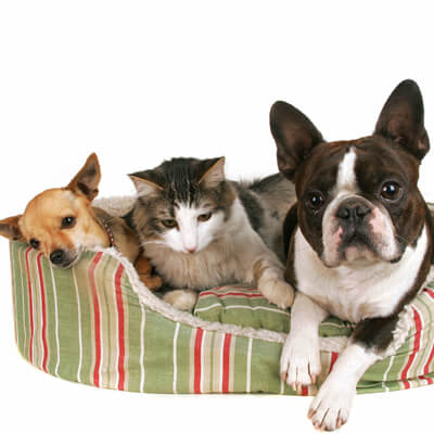 Cat and 2 dogs sharing pet bed